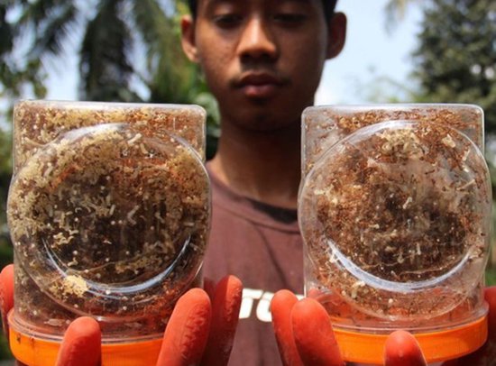 印尼人喜爱的美食蚂蚁卵 - 中国民族宗教纲
