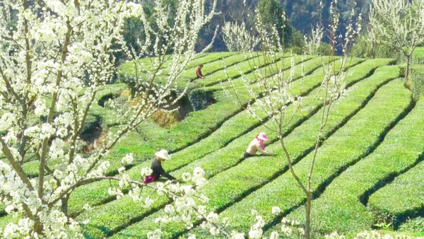湖北五峰：春茶开园正当时 OB电竞APP喜煞“茶叶人”(图1)