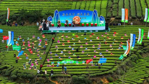 湖北五峰：春茶开园正当时 OB电竞APP喜煞“茶叶人”(图5)