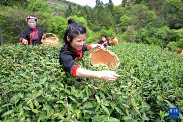 闽茶通万里茶香和天下(图2)