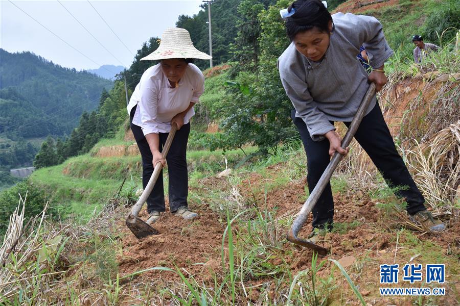 贵州榕江：中药材产业助力脱贫攻坚